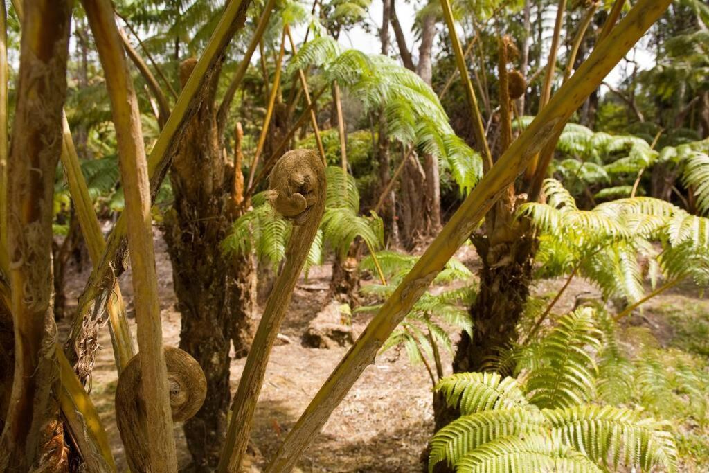 Hau'Oli Place Tiki Cottage In וולקנו מראה חיצוני תמונה