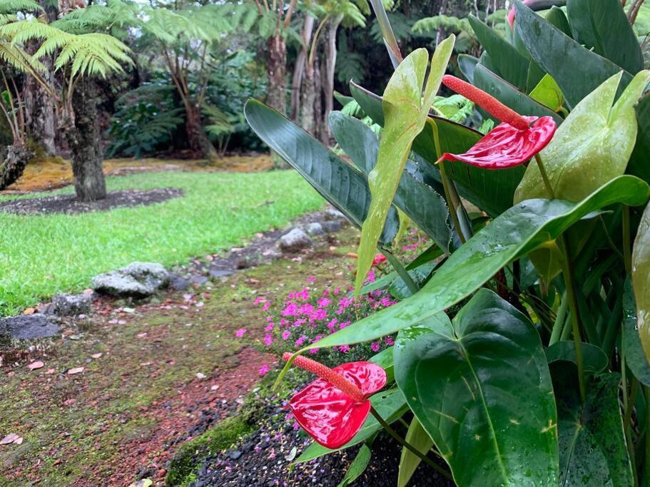 Hau'Oli Place Tiki Cottage In וולקנו מראה חיצוני תמונה